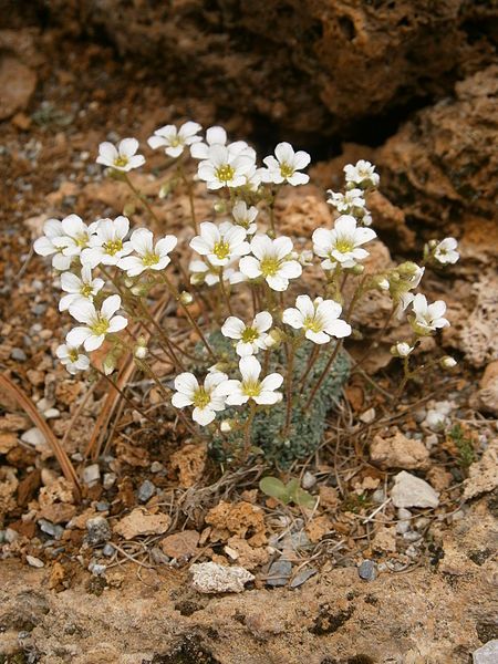 File:Saxifraga vandellii 001.JPG