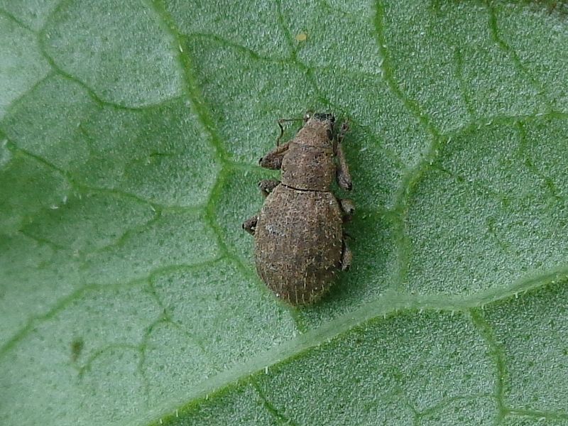 File:Sciaphilus asperatus 01.JPG