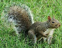 Picture of squirrel in grass