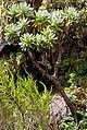 Senecio battiscombei has taller stems with fewer insulating leaves than other senecio species as it lives at lower altitudes.