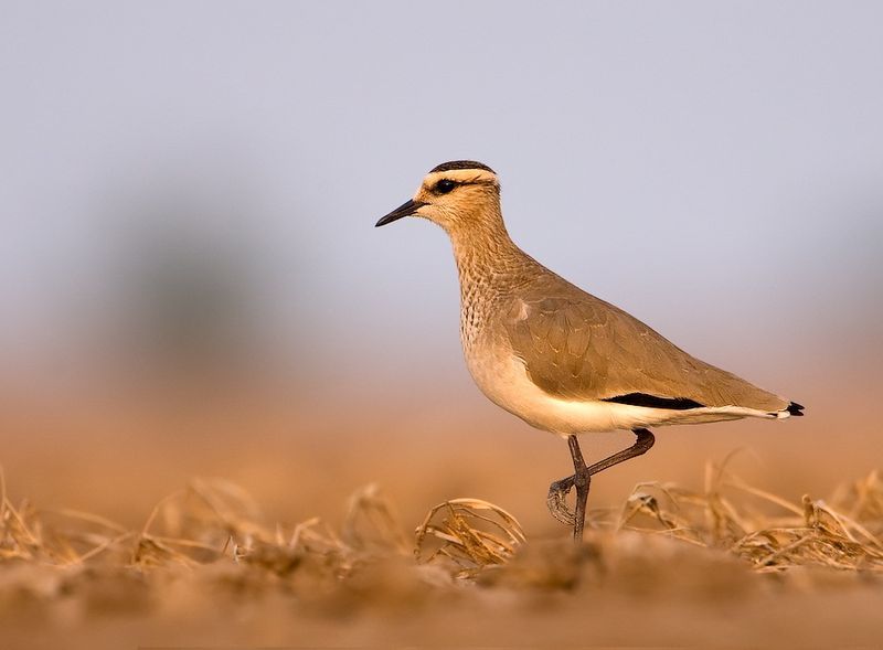 File:SociablePlover.jpg