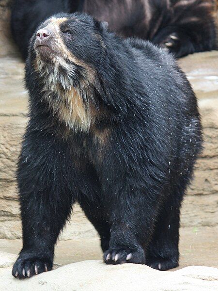 File:Spectacled Bear 059.jpg