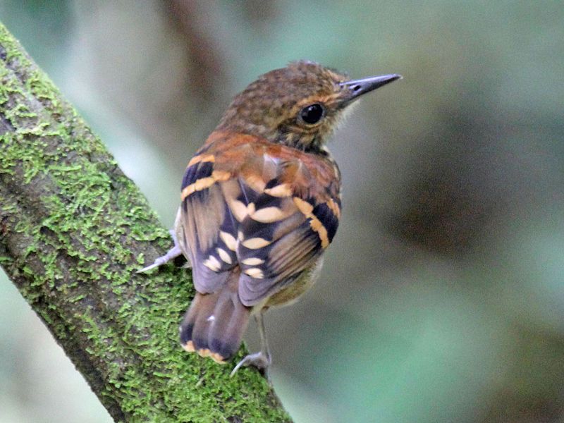 File:Spotted Antbird RWD.jpg