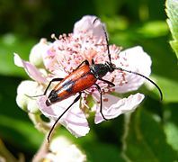 S. bifasciata feeding on Rosa canina