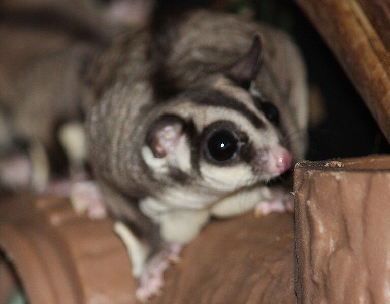 File:SugarGlider CincinnatiZoo.jpg