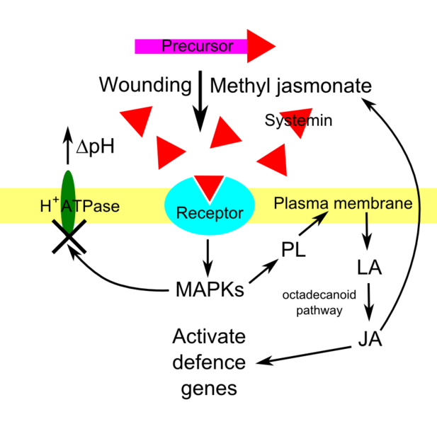 File:Sytemin signalling.png