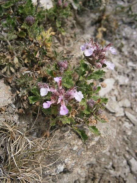 File:Teucrium chamaedrys 01.JPG