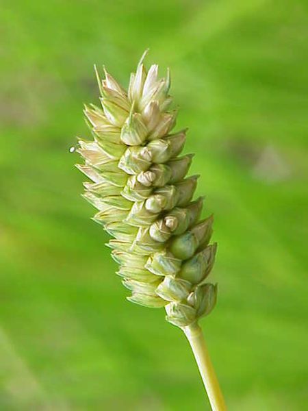 File:Triticum compactum0.jpg