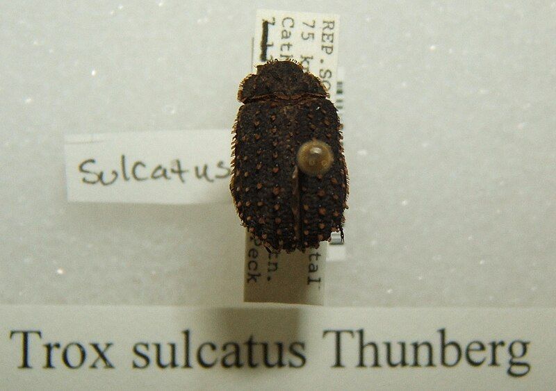 File:Trox sulcatus sjh.jpg