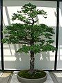 Ulmus parvifolia bonsai