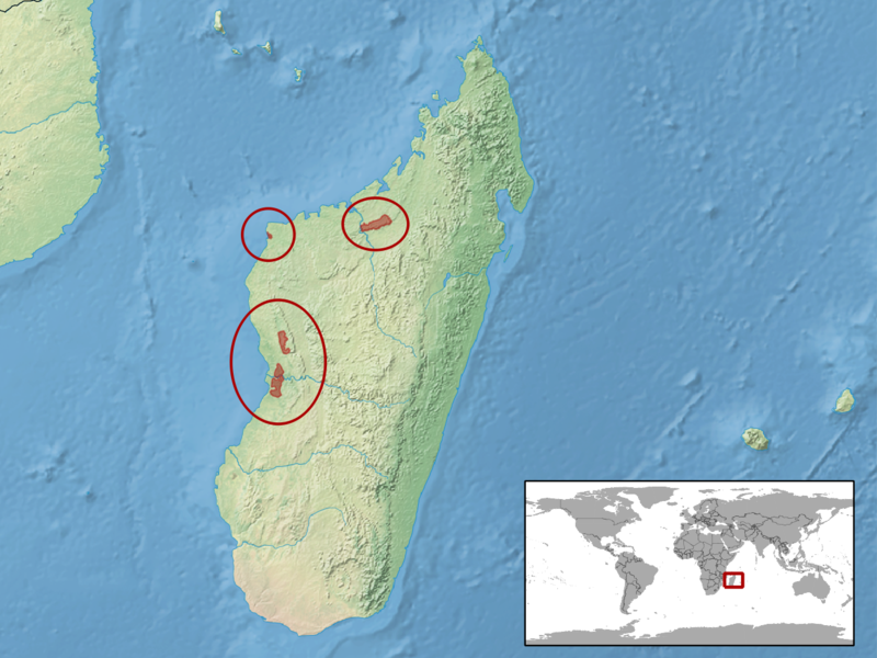 File:Uroplatus guentheri distribution.png