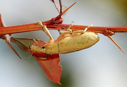 Lixus angustatus at Weevil, by Alvesgaspar