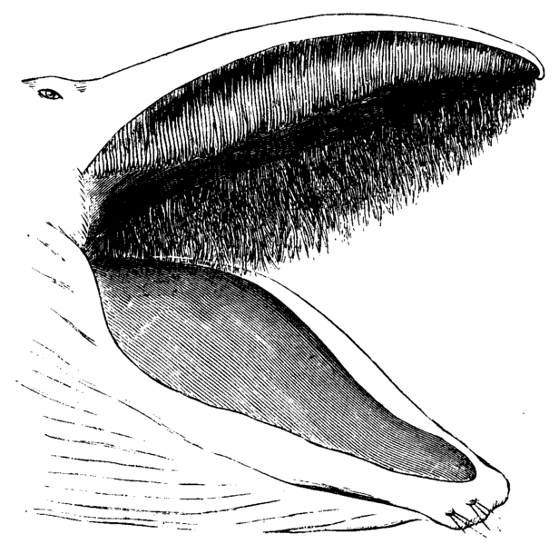 File:Whale Mouth Mivart.png