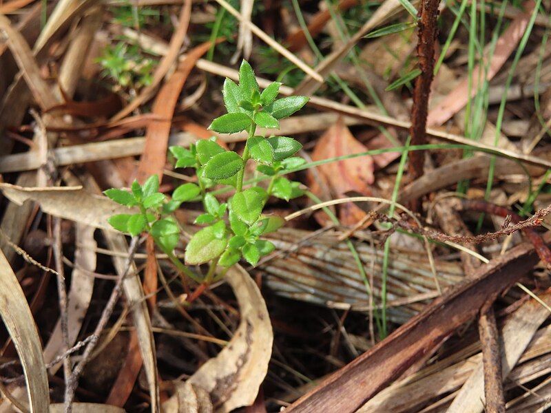 File:Young Gonocarpus tetragynus.jpg