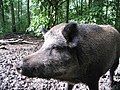 Wild boar.