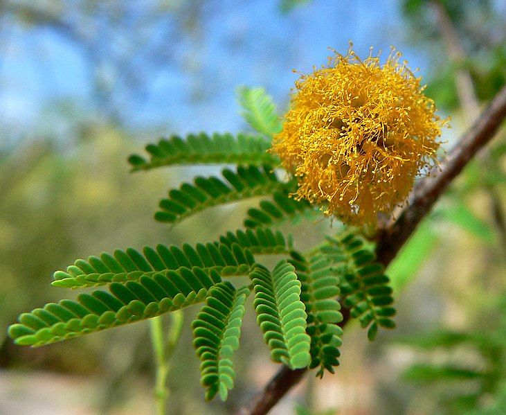 File:Acacia smallii 4.jpg