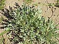 Silvery Yarrow (Achillea clavenae)