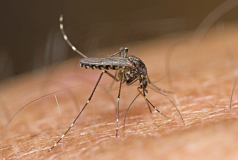 File:Aedes vigilax.jpg