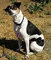 Rat Terrier