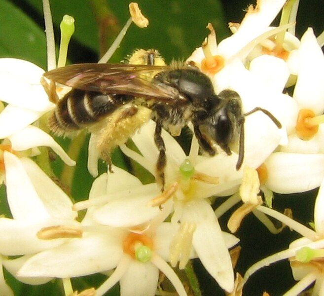 File:Andrena Subgenus Gonandrena.jpg