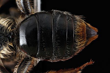 Abdominal tergum (divided into several tergites) of a bee.