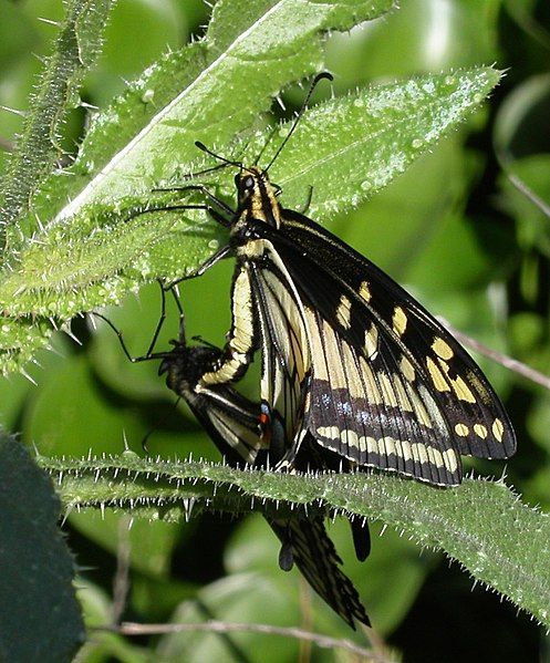 File:Anise swallowtails mating.jpg