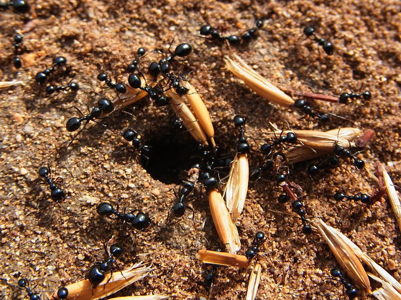 File:Ants CBMen 4.JPG