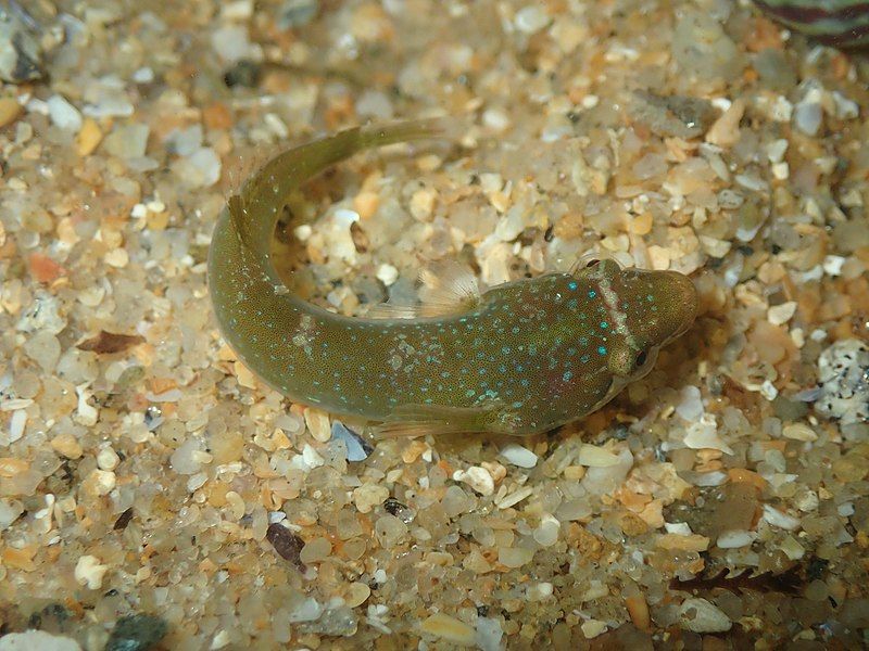 File:Apletodon dentatus.jpg