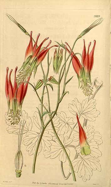 File:Aquilegia skinneri 3919.jpg