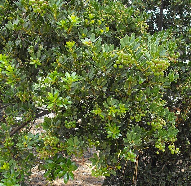 File:Arctostaphylosinsularis1.jpg