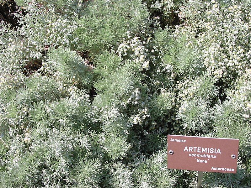 File:Artemisia schmidtiana.jpg