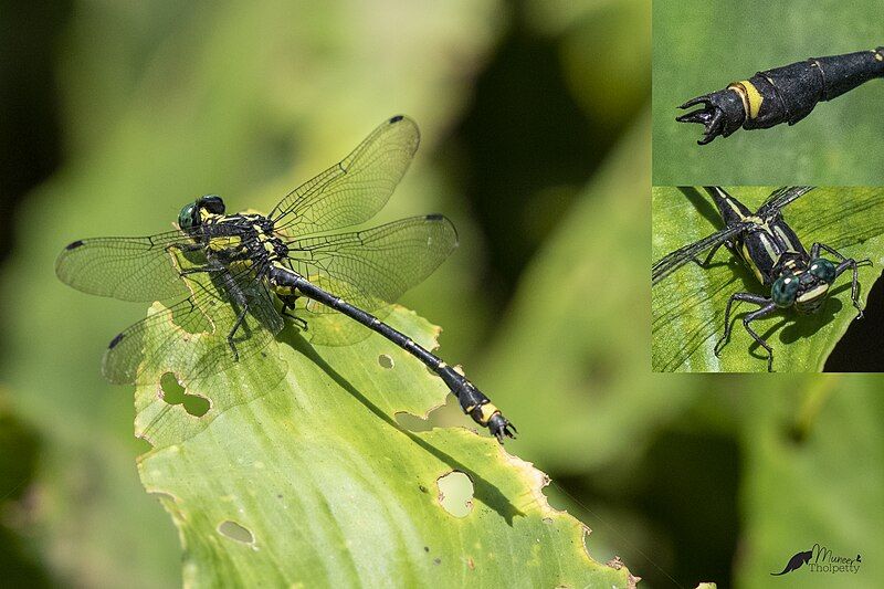 File:Asiagomphus nilgiricus.jpg