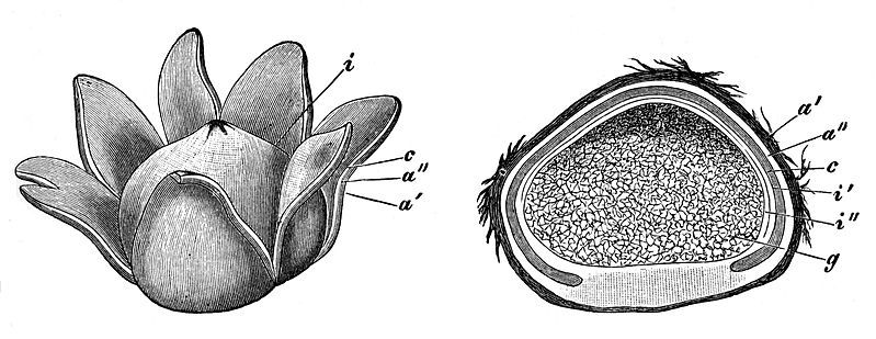 File:Astraeus hygrometricus1928.jpg