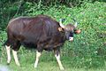 Gaur