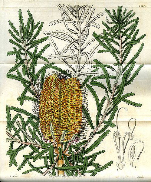 File:Banksia littoralis.jpg