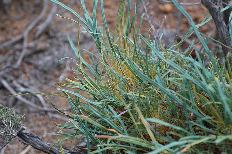 File:Banksia subpinnatifida 002.jpg