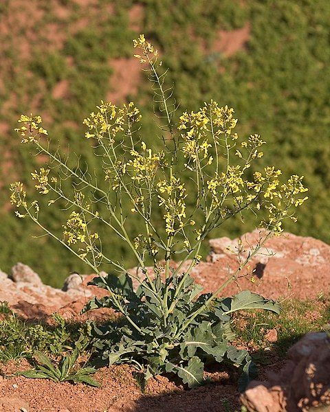 File:Brassica oleracea wild.jpg