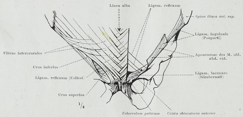 File:Braus 1921 105.png