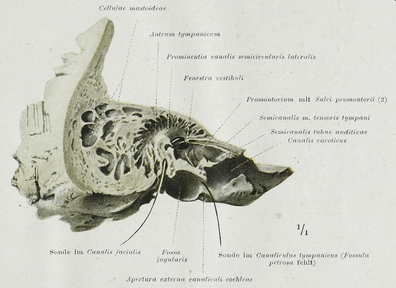 File:Braus 1921 345.png