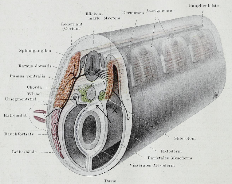 File:Braus 1921 5.png