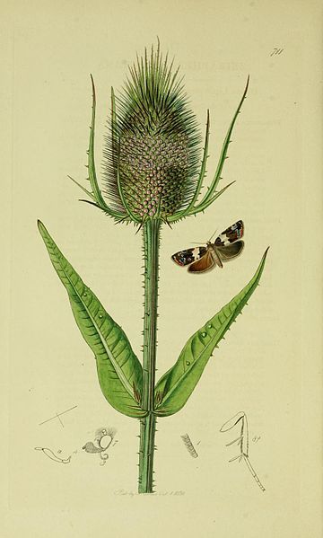 File:Britishentomologyvolume6Plate711.jpg