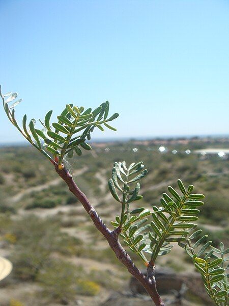 File:Bursera-microphylla-20080322.JPG