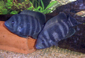 A pair of zebra tilapia, Tilapia buttikoferi