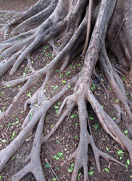 File:Buttress root system..jpg