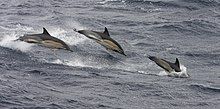 Common Dolphins in the Goban Spur South of Ireland