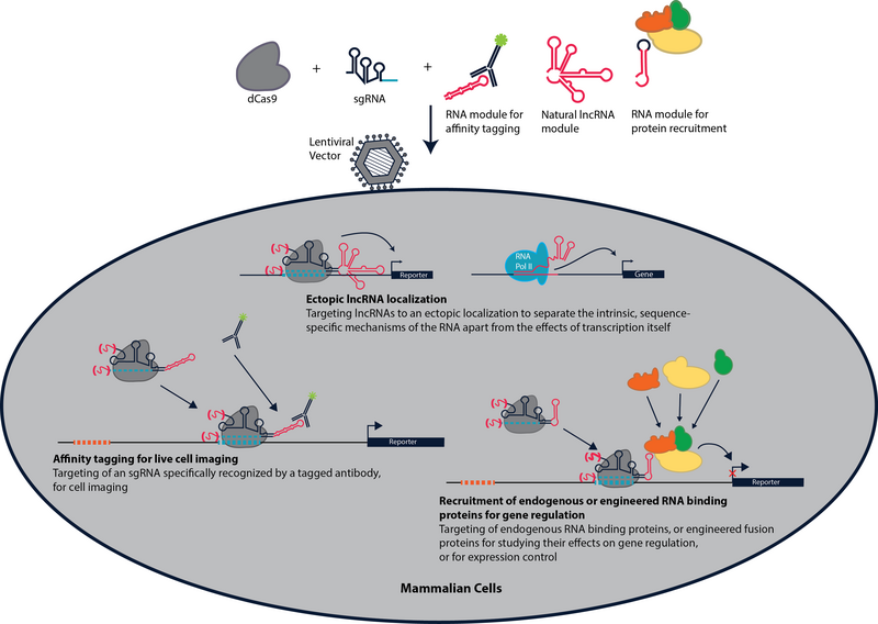 File:CRISPR-Display applications.png