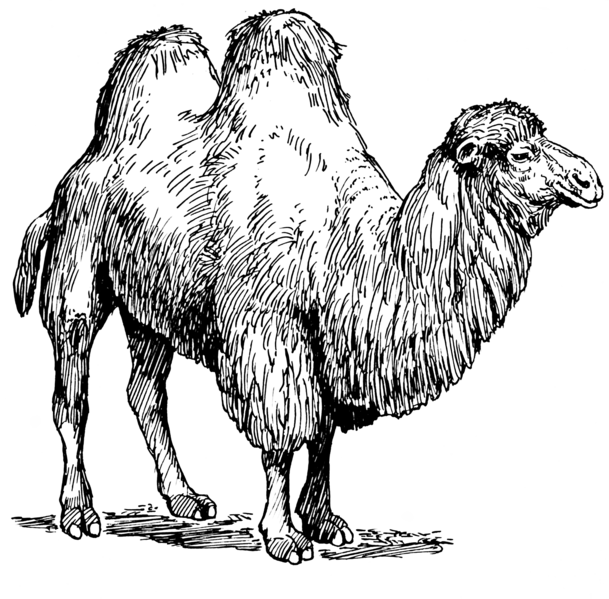 File:Camel (PSF)-transparent.png