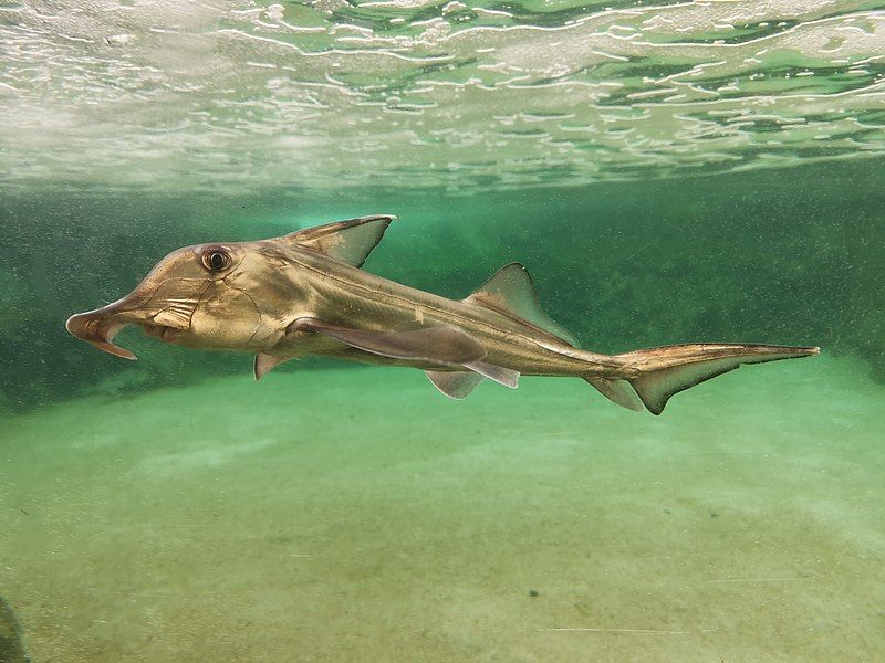 File:Cape Elephantfish.jpg