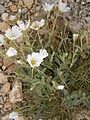 Cerastium alpinum