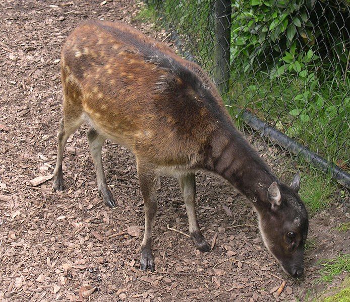 File:Cervus alfredi.jpg